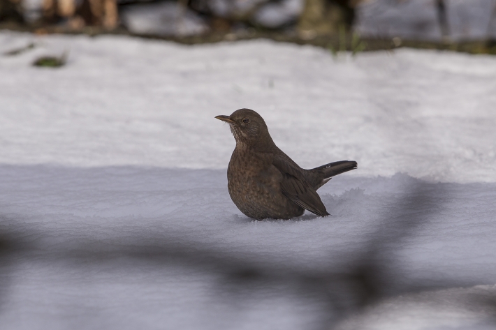 Amsel Weibchen im Schnee