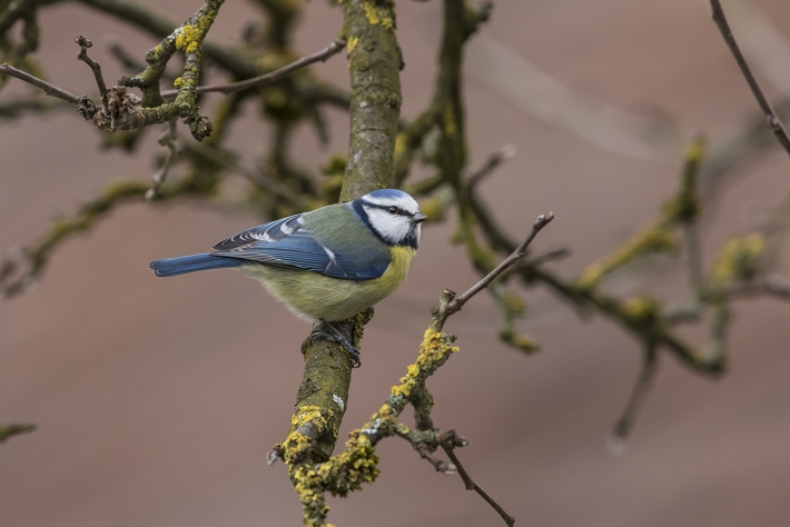 Blaumeise am Baum