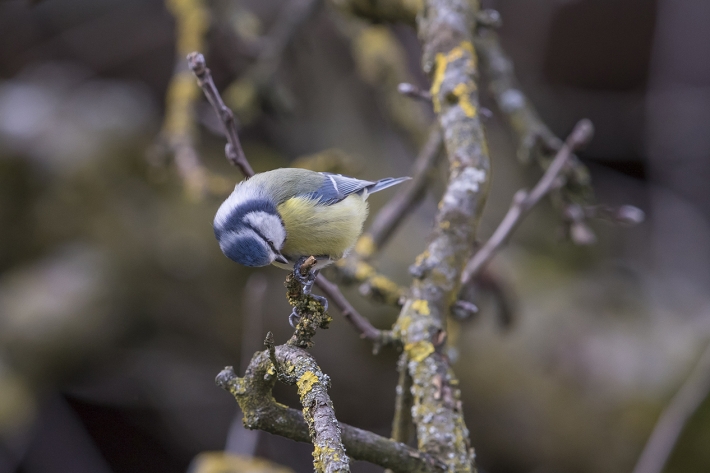 Blaumeise am knabern