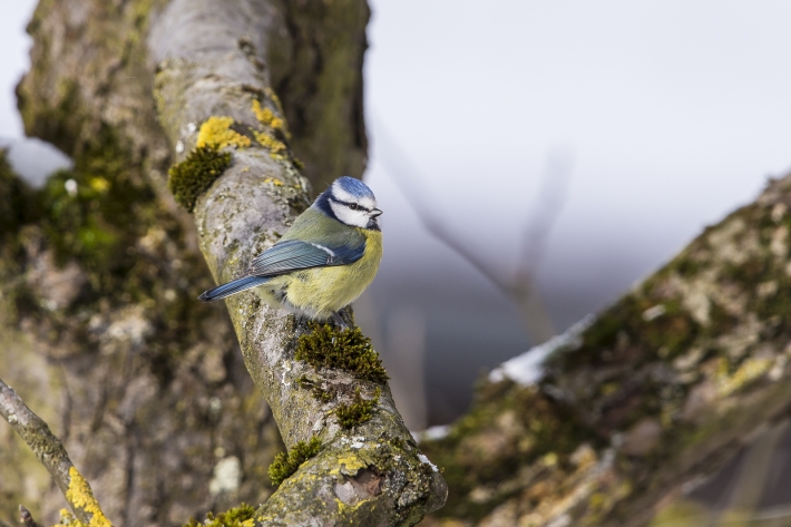 Blaumeise
