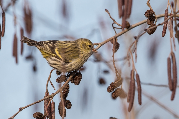 Erlenzeisig (Carduelis spinus)