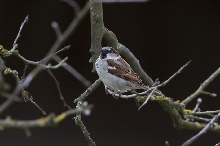 Spatz in gutem Licht