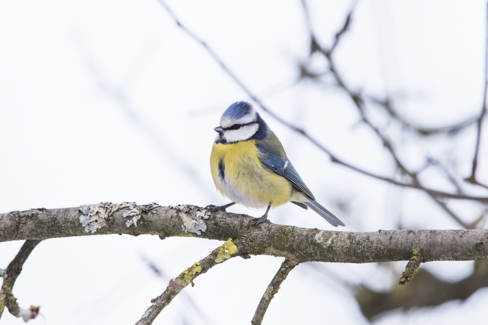 Struppige Blaumeise