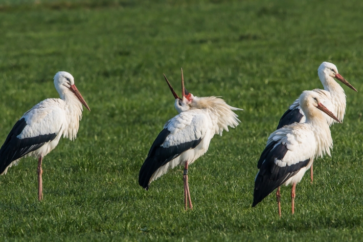 Weißstorch (Ciconia ciconia)