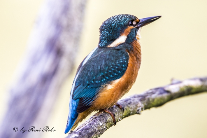 Eisvogel (Alcedo atthis)-3 