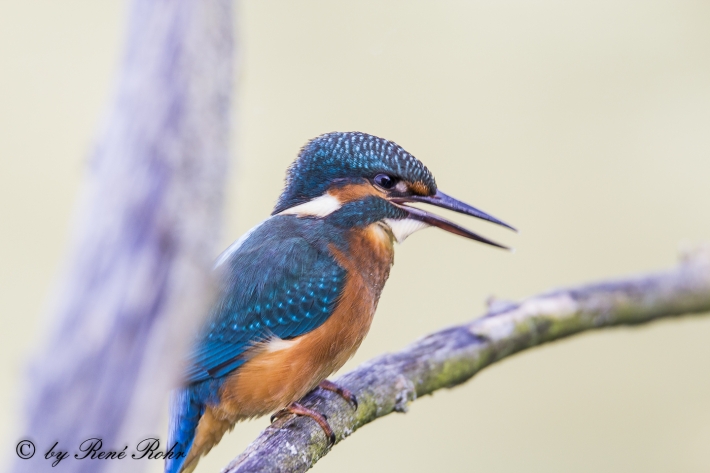 Eisvogel (Alcedo atthis)_1