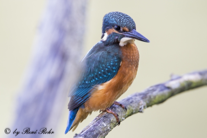 Eisvogel (Alcedo atthis)_2