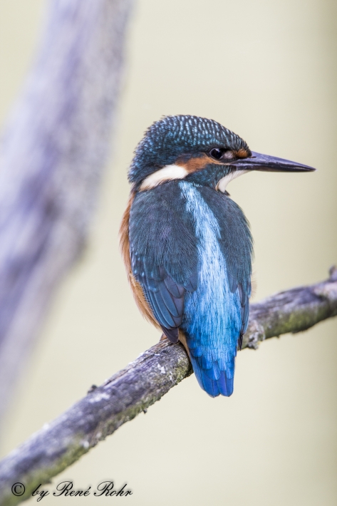 Eisvogel (Alcedo atthis)_5