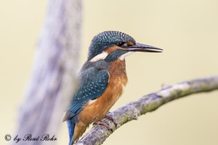 Eisvogel (Alcedo atthis)_6
