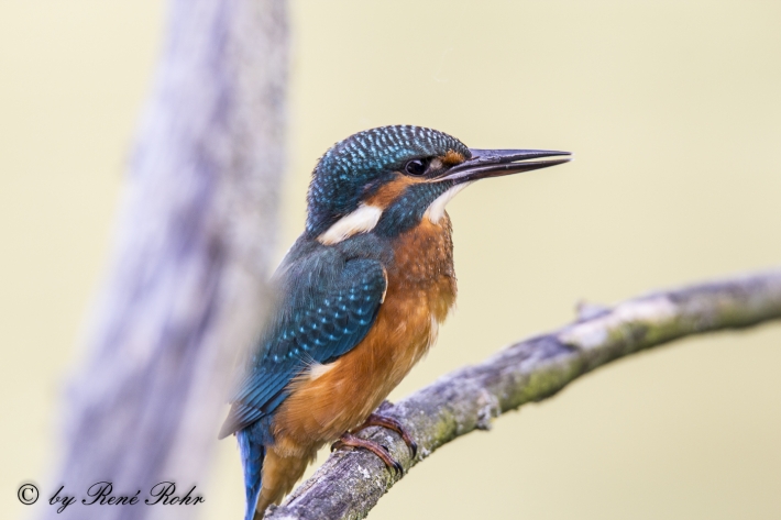 Eisvogel (Alcedo atthis)_7