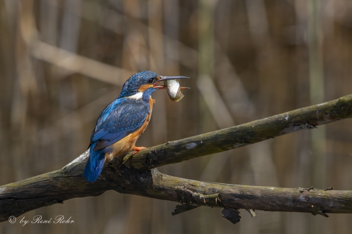 Eivogel Weibchen mit Fisch