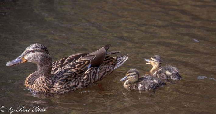 Ente mit Jungen