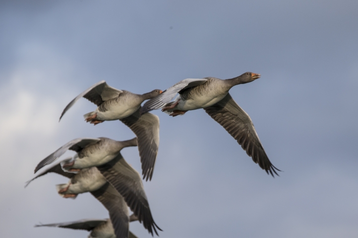 Graugänse  im Formationsflug