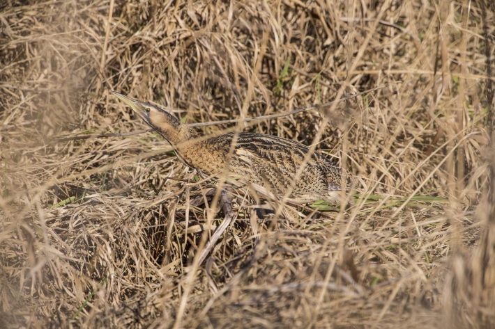 Rohrdommel_(Botaurus stellaris)-D9Y5614