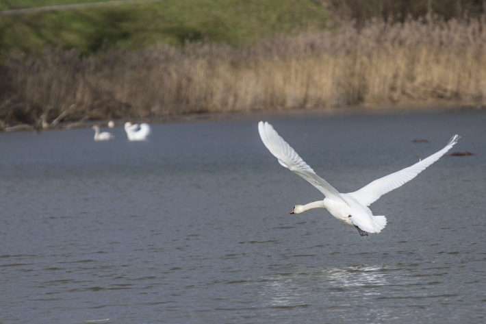 Schwan im Flug