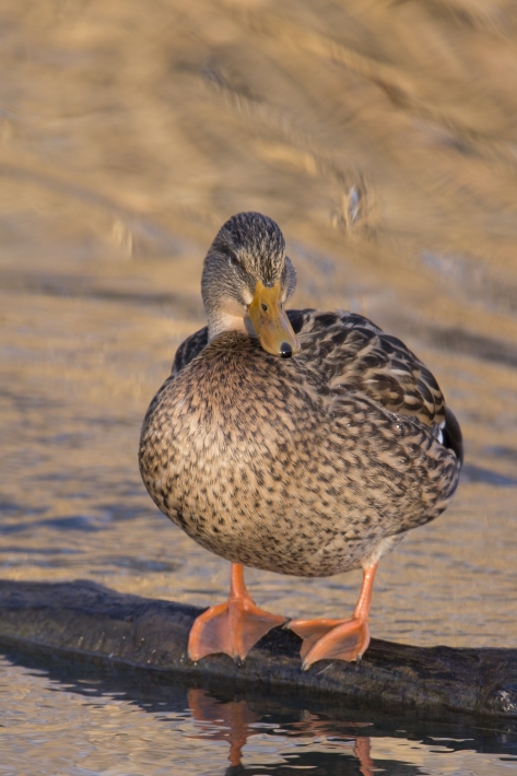 Stockente (Anas platyrhynchos)_D9Y5736