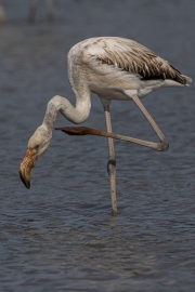 Flamingo's & andere Wasservögel am Klingnauer Stausee 09.2025