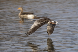 Graugänse im Flug