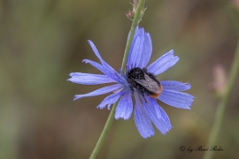 Schmetterlinge & Libellen