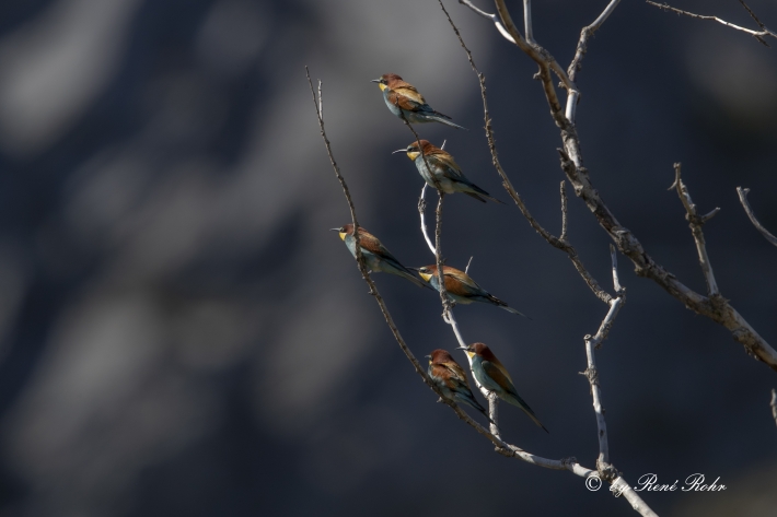 Bienenfresser in der Abendsonne