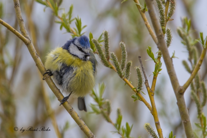 Blaumeise (2)