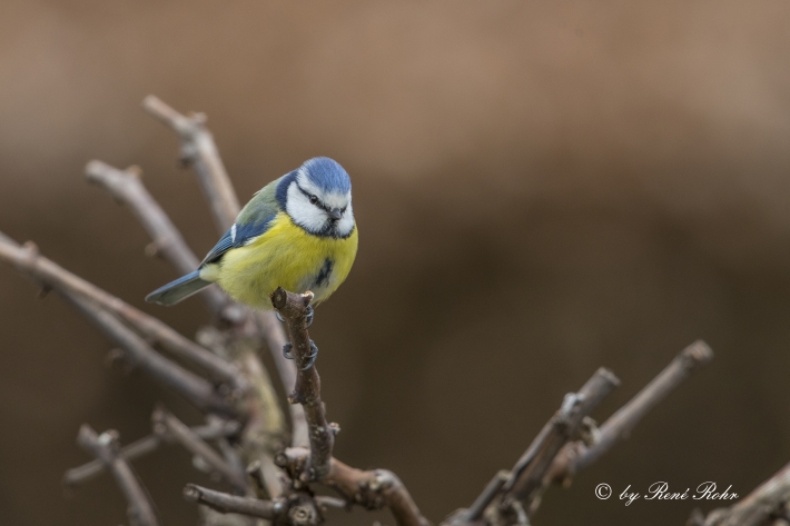 Blaumeise-2