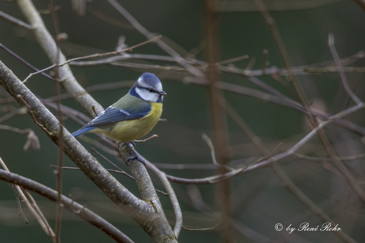 Blaumeise