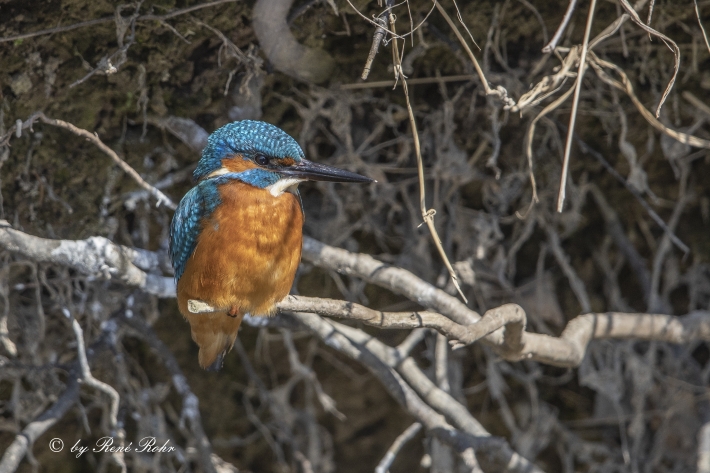 Eissvogel (5)