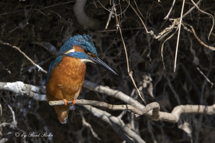 Eissvogel (8)