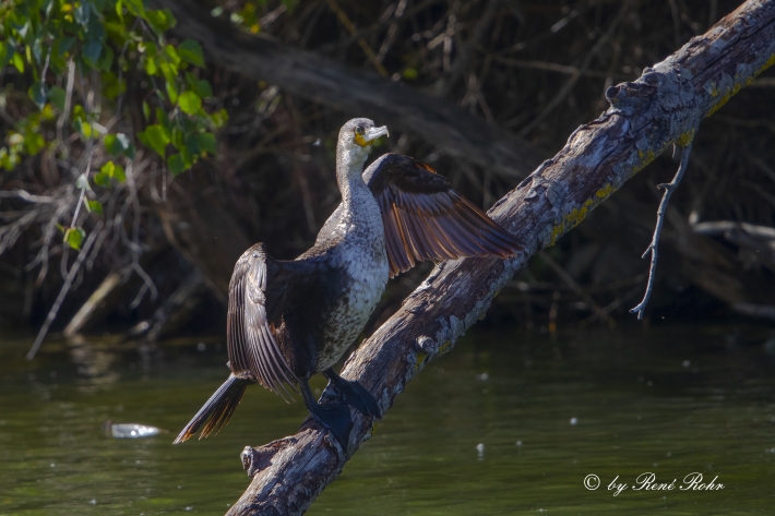 Kormoran in der Abendsonne