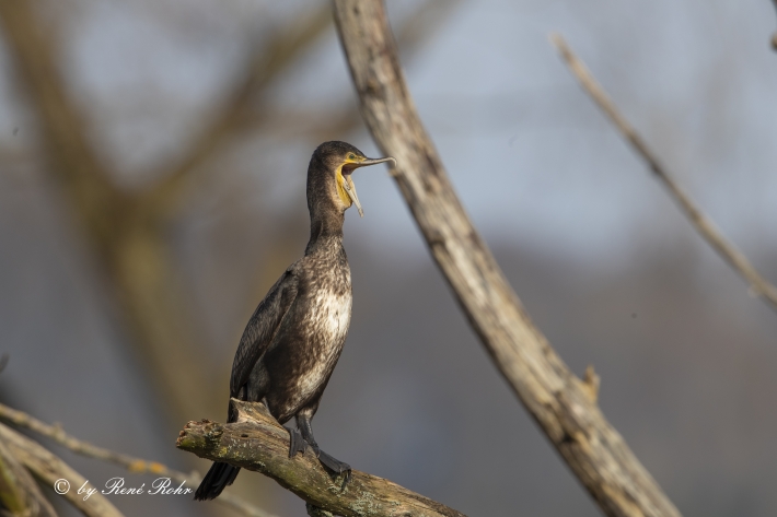 Kormoran