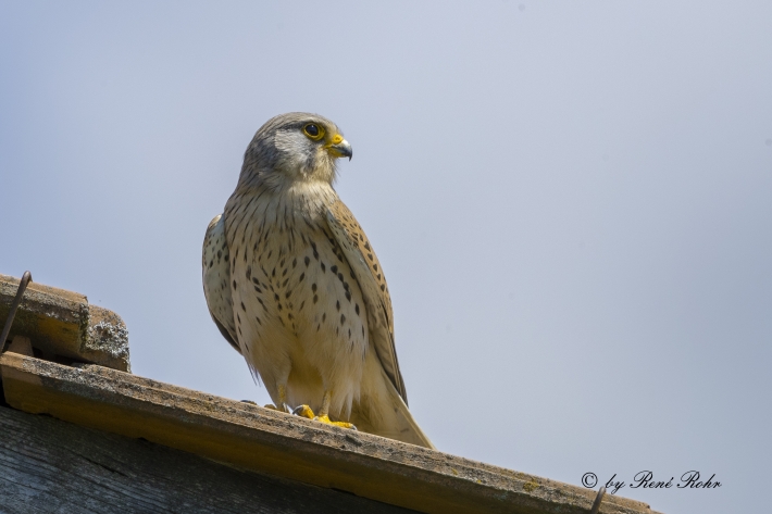 Turmfalke