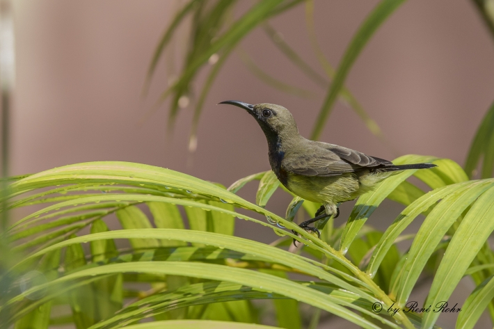 Vietnam-Vogel