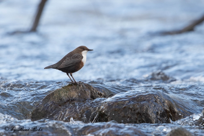 2-Wasseramsel (Cinclus)
