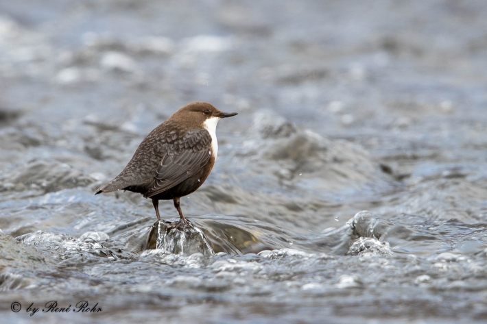 6-Wasseramsel (Cinclus)