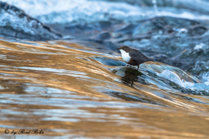 Wasseramsel (10)