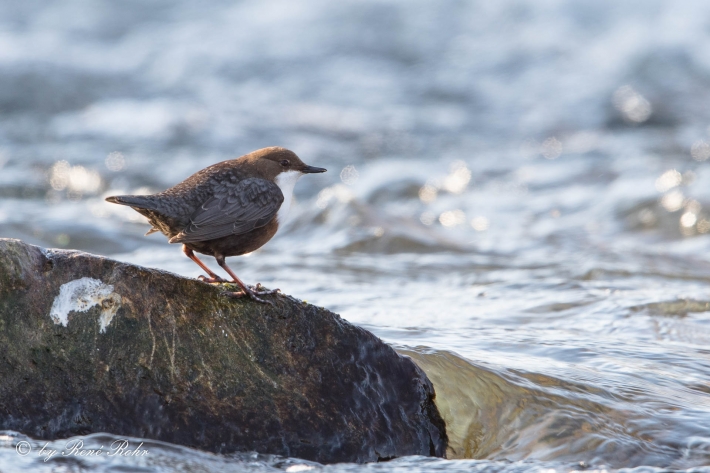 Wasseramsel (19)