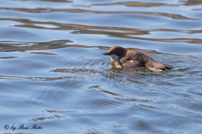 Wasseramsel (5)