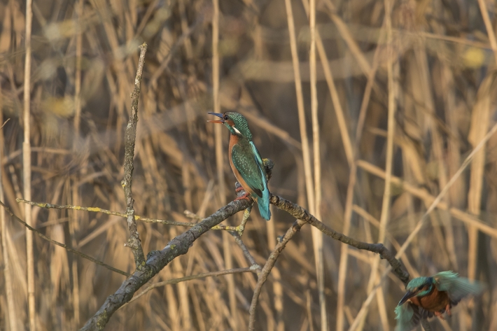 Eisvogel 