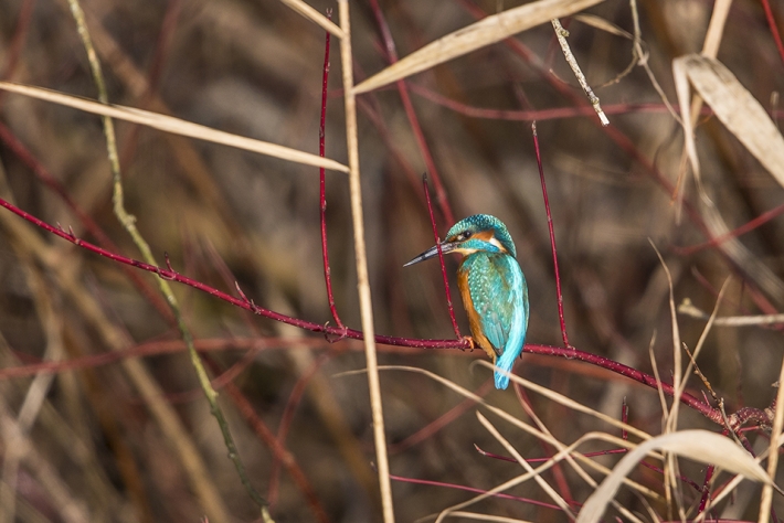 Eisvogel im Abendlicht