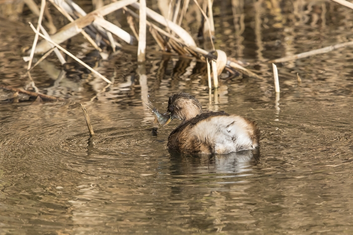 Zwergtaucher mit Fisch